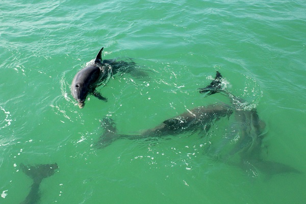 Dolphin Watch: Amazing things to experience in Key West